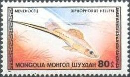Green Swordtail (Xiphophorus helleri)