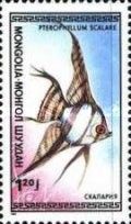 Freshwater Angelfish (Pterophyllum scalare)