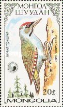 Grey-headed Woodpecker (Picus canus)