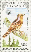 Eurasian Wryneck (Jynx torquilla)
