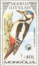 Great Spotted Woodpecker (Dendrocopos major)