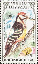 White-backed Woodpecker (Dendrocopos leucotos owstoni)
