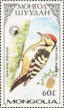 Lesser Spotted Woodpecker (Dendrocopos minor)