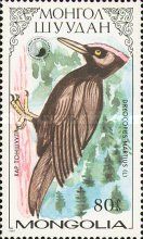 Black Woodpecker (Dryocopus martius)