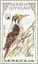 Eurasian Three-toed Woodpecker (Picoides tridactylus)