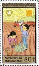Growing Vegetables
