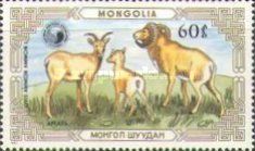 Argali (Ovis ammon ammon)