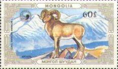 Argali (Ovis ammon ammon)