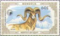 Argali (Ovis ammon ammon)