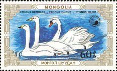 Tundra Swan (Cygnus bewickii), Whooper Swan (Cygnus cygnus),
