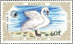 Mute Swan (Cygnus olor)