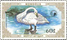 Tundra Swan (Cygnus bewickii)