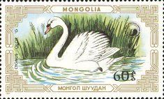 Mute Swan (Cygnus olor)