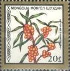 Hippophae rhamnoides