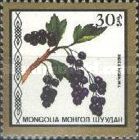 Ribes nigrum