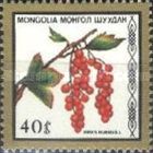Ribes rubrum