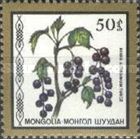 Ribes altislussimum