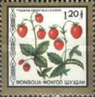 Fragaria orientalis