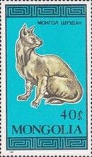 Domestic Cat (Felis silvestris catus)