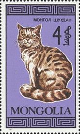 Domestic Cat (Felis silvestris catus)