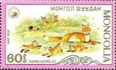Red Fox (Vulpes vulpes)