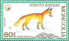 Red Fox (Vulpes vulpes)