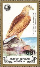 White-tailed Eagle (Haliaeetus albicilla)