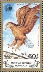 White-tailed Eagle (Haliaeetus albicilla)