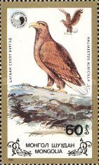 White-tailed Eagle (Haliaeetus albicilla)
