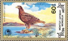 White-tailed Eagle (Haliaeetus albicilla)