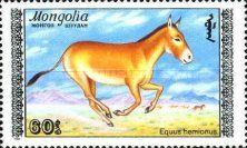 Mongolian Khulan (Equus hemionus hemionus)