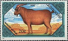 Goat (Capra aegagrus hircus)