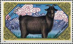 Goat (Capra aegagrus hircus)