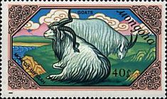 Goat (Capra aegagrus hircus)