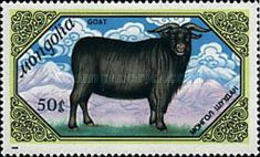Goat (Capra aegagrus hircus)