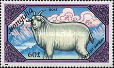 Goat (Capra aegagrus hircus)