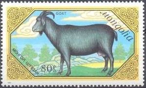 Goat (Capra aegagrus hircus)