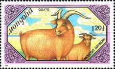 Goat (Capra aegagrus hircus)