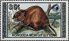 Eurasian Beaver (Castor fiber birulai)