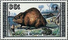 Eurasian Beaver (Castor fiber birulai), Frog