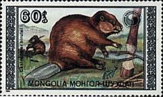 Eurasian Beaver (Castor fiber birulai )