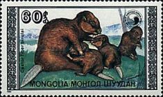 Eurasian Beaver (Castor fiber birulai)
