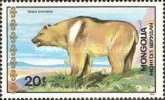 Tibetan Blue Bear (Ursus arctos pruinosis)