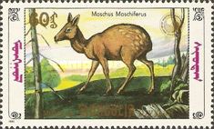 Siberian Musk Deer (Moschus moschiferus)