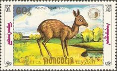 Siberian Musk Deer (Moschus moschiferus)
