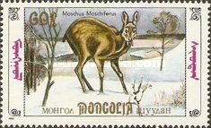 Siberian Musk Deer (Moschus moschiferus)