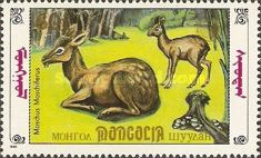 Siberian Musk Deer (Moschus moschiferus)
