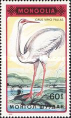 White-naped Crane (Grus vipio) on the shore