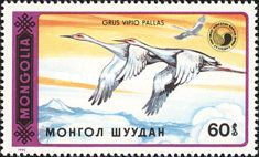White-naped Crane (Grus vipio) in flight