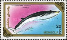 Fin Whale (Balaenoptera physalus)